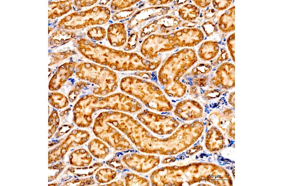 Immunohistochemistry - Anti-GNA13 Antibody (A329411) - Antibodies.com