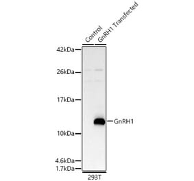 Western Blot - Anti-GnRH1 Antibody (A329412) - Antibodies.com