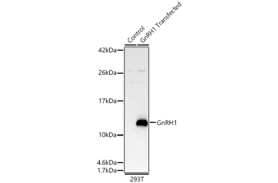 Western Blot - Anti-GnRH1 Antibody (A329412) - Antibodies.com