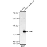 Western Blot - Anti-GnRH1 Antibody (A329412) - Antibodies.com