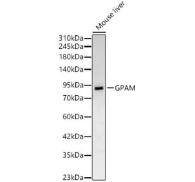 Western Blot - Anti-GPAM Antibody (A329414) - Antibodies.com