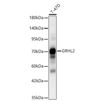 Western Blot - Anti-GRHL2 Antibody (A329417) - Antibodies.com