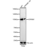 Western Blot - Anti-GRP94 Antibody [ARC60312] (A329418) - Antibodies.com