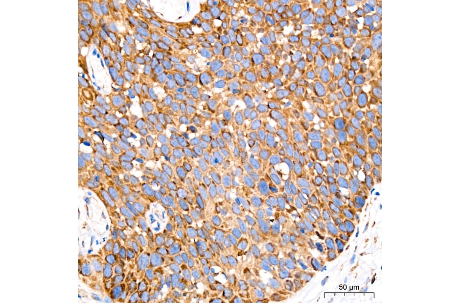 Immunohistochemistry - Anti-GRP94 Antibody [ARC60312] (A329418) - Antibodies.com