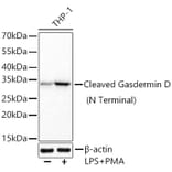 Western Blot - Anti-GSDMD Antibody [ARC57989] (A329422) - Antibodies.com
