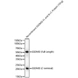 Western Blot - Anti-GSDMD Antibody [ARC61812] (A329423) - Antibodies.com