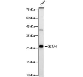 Western Blot - Anti-GSTA4 Antibody [ARC3110] (A329424) - Antibodies.com