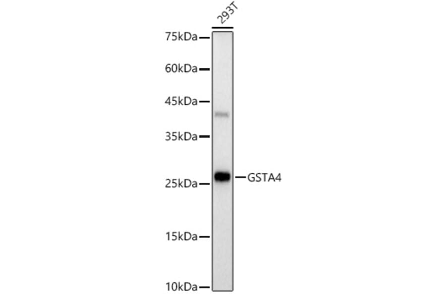 Western Blot - Anti-GSTA4 Antibody [ARC3110] (A329424) - Antibodies.com