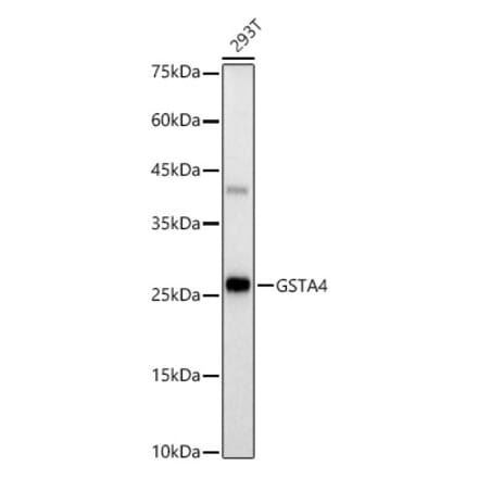 Western Blot - Anti-GSTA4 Antibody [ARC3110] (A329424) - Antibodies.com