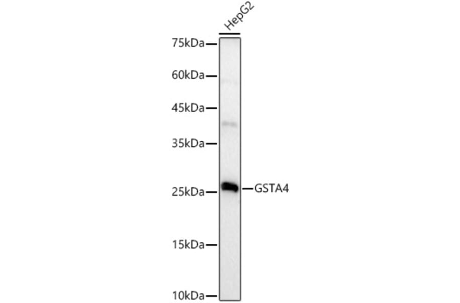 Western Blot - Anti-GSTA4 Antibody [ARC3110] (A329424) - Antibodies.com