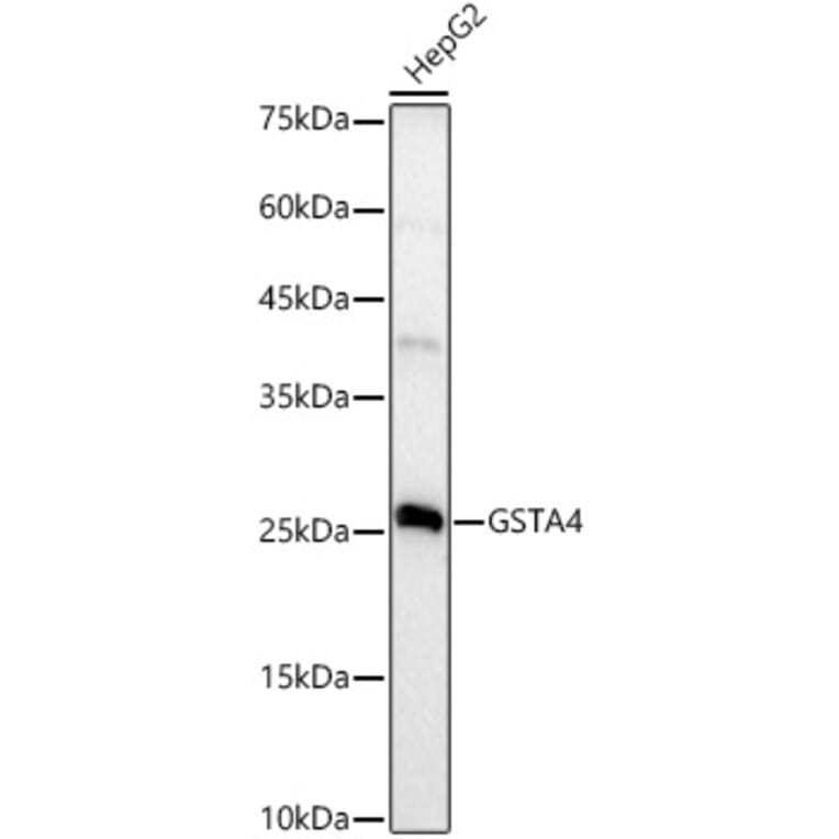 Western Blot - Anti-GSTA4 Antibody [ARC3110] (A329424) - Antibodies.com