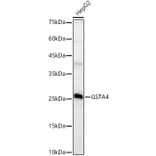 Western Blot - Anti-GSTA4 Antibody [ARC3110] (A329424) - Antibodies.com
