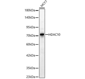 Western Blot - Anti-HDAC10 Antibody (A329428) - Antibodies.com