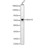 Western Blot - Anti-HDAC10 Antibody (A329428) - Antibodies.com