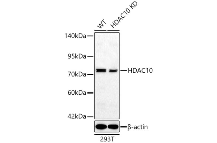 Western Blot - Anti-HDAC10 Antibody (A329428) - Antibodies.com