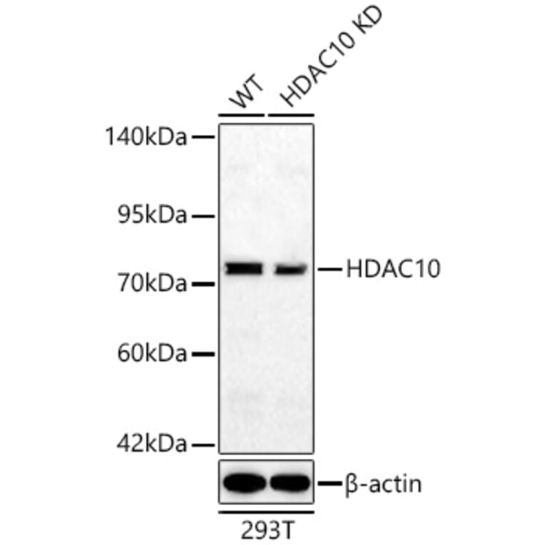 Western Blot - Anti-HDAC10 Antibody (A329428) - Antibodies.com