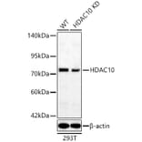Western Blot - Anti-HDAC10 Antibody (A329428) - Antibodies.com