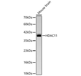 Western Blot - Anti-HDAC11 Antibody (A329429) - Antibodies.com