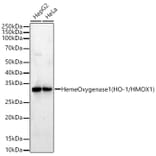Western Blot - Anti-Heme Oxygenase 1 Antibody [ARC53510] (A329432) - Antibodies.com