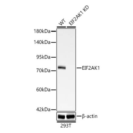 Western Blot - Anti-Heme-regulated inhibitor Antibody [ARC62929] (A329433) - Antibodies.com
