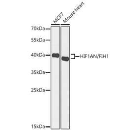 Western Blot - Anti-HIF1AN Antibody (A329435) - Antibodies.com