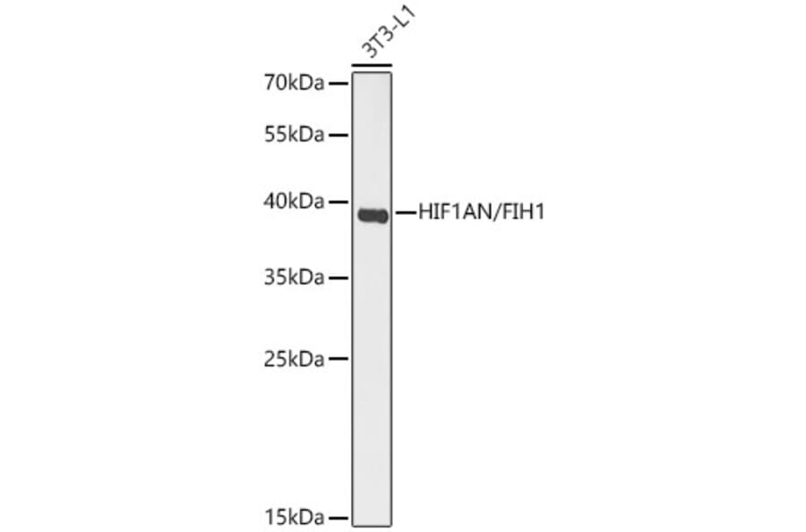 Western Blot - Anti-HIF1AN Antibody (A329435) - Antibodies.com