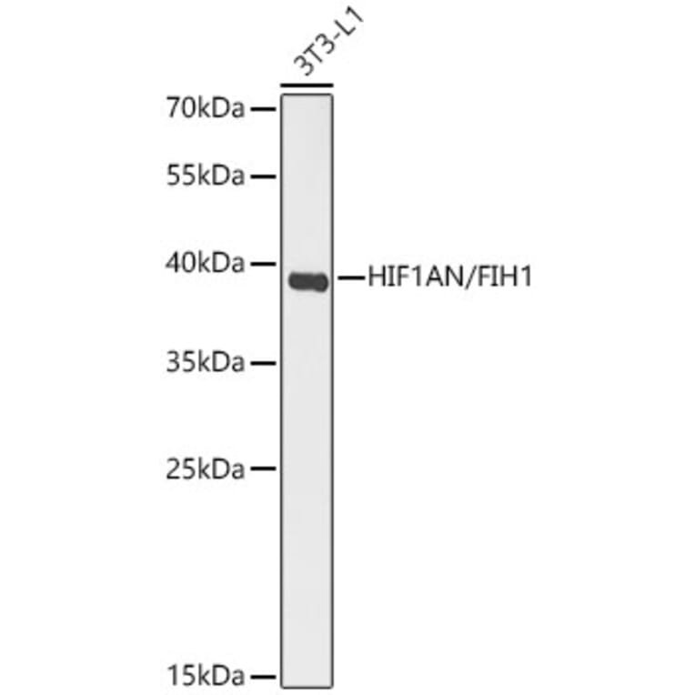 Western Blot - Anti-HIF1AN Antibody (A329435) - Antibodies.com
