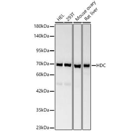 Western Blot - Anti-Histidine Decarboxylase Antibody (A329436) - Antibodies.com