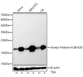 Western Blot - Anti-Histone H2B Antibody (A329437) - Antibodies.com