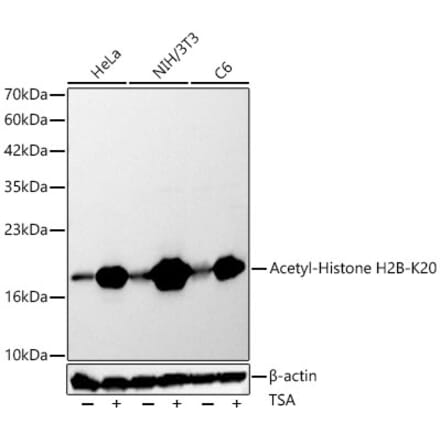 Western Blot - Anti-Histone H2B Antibody (A329437) - Antibodies.com