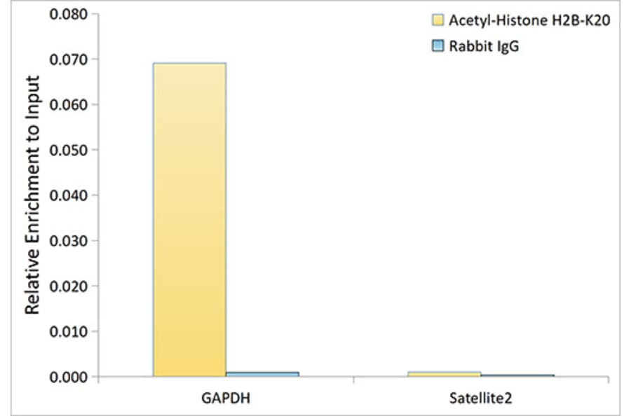 ChImmunoprecipitation - Anti-Histone H2B Antibody (A329437) - Antibodies.com