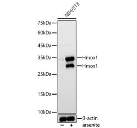 Western Blot - Anti-Hmox1 Antibody (A329438) - Antibodies.com