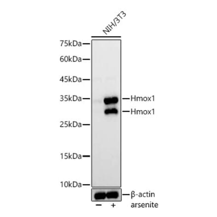 Western Blot - Anti-Hmox1 Antibody (A329438) - Antibodies.com