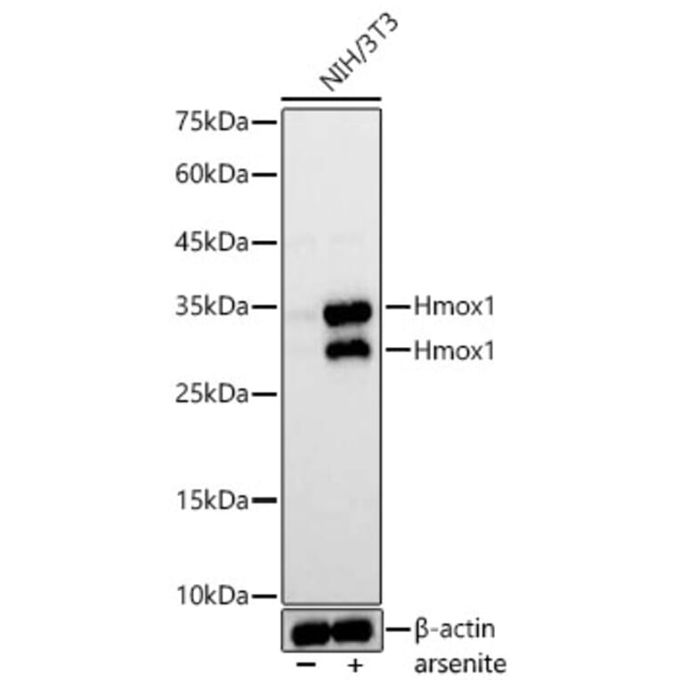 Western Blot - Anti-Hmox1 Antibody (A329438) - Antibodies.com