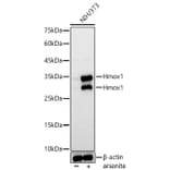 Western Blot - Anti-Hmox1 Antibody (A329438) - Antibodies.com