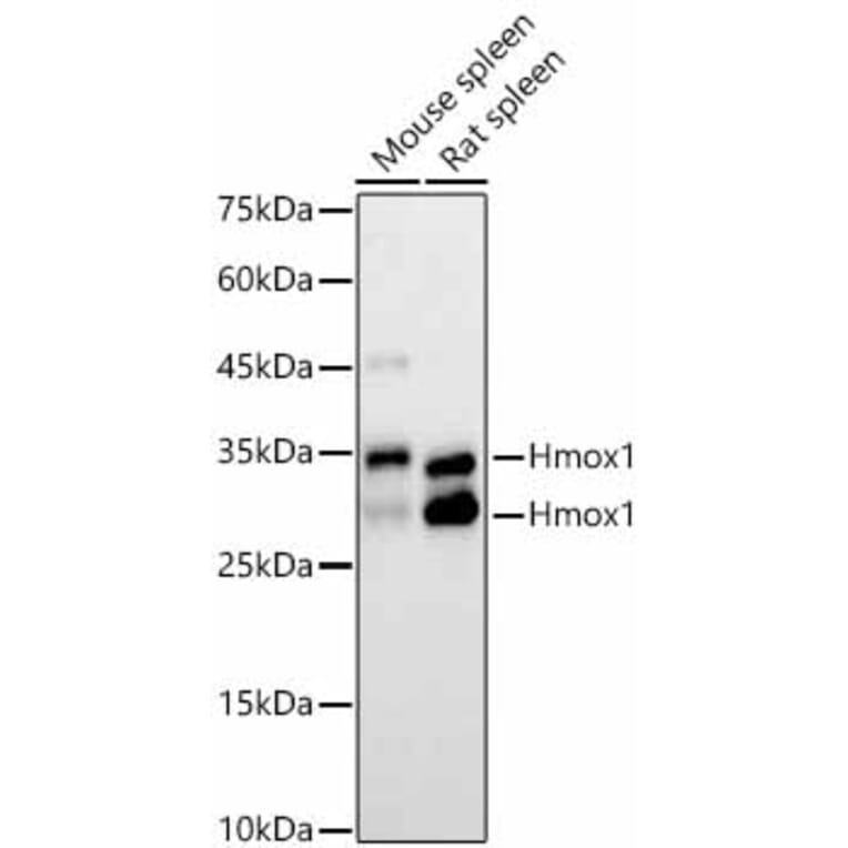 Western Blot - Anti-Hmox1 Antibody (A329438) - Antibodies.com
