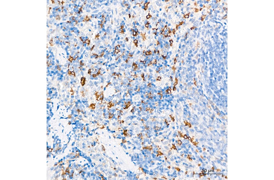 Immunohistochemistry - Anti-Hmox1 Antibody (A329438) - Antibodies.com