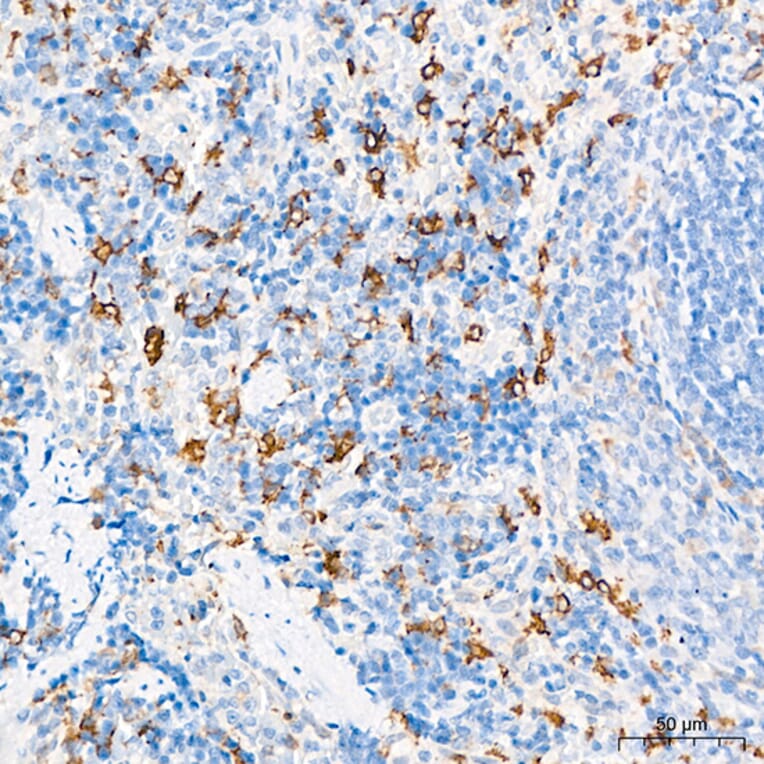 Immunohistochemistry - Anti-Hmox1 Antibody (A329438) - Antibodies.com