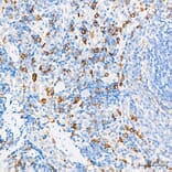 Immunohistochemistry - Anti-Hmox1 Antibody (A329438) - Antibodies.com