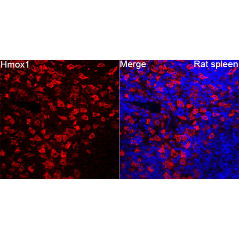 Immunofluorescence - Anti-Hmox1 Antibody (A329438) - Antibodies.com