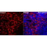 Immunofluorescence - Anti-Hmox1 Antibody (A329438) - Antibodies.com