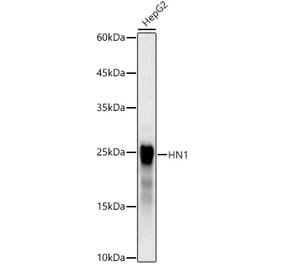 Western Blot - Anti-HN1 Antibody [ARC3106] (A329439) - Antibodies.com