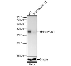 Western Blot - Anti-hnRNP A2B1 Antibody (A329440) - Antibodies.com