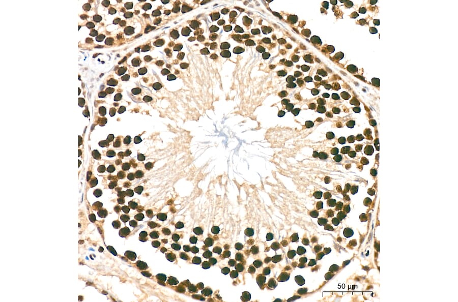 Immunohistochemistry - Anti-hnRNP A2B1 Antibody (A329440) - Antibodies.com