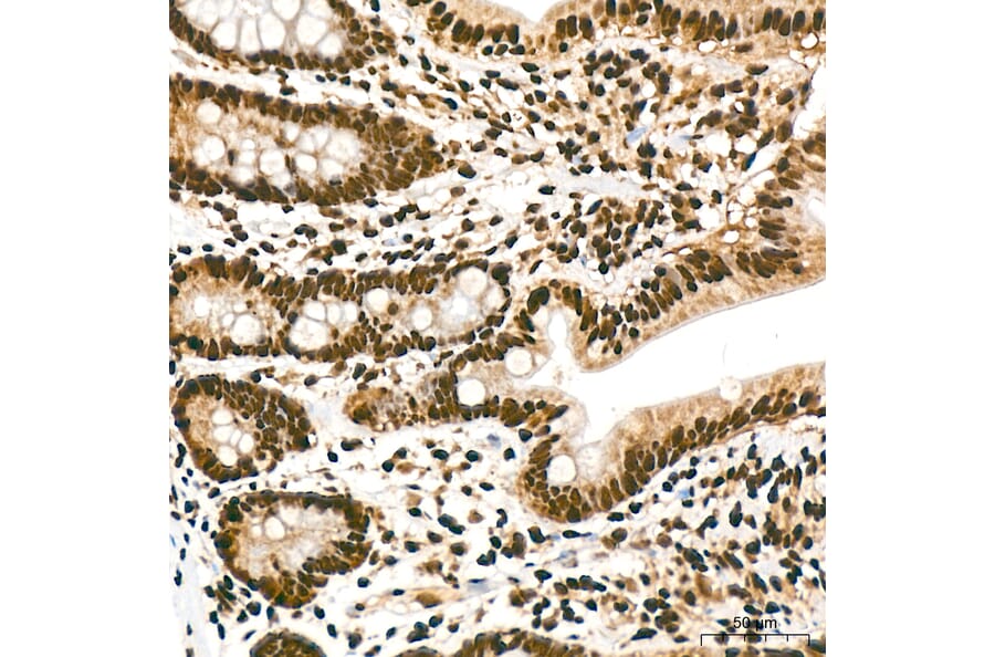 Immunohistochemistry - Anti-hnRNP A2B1 Antibody (A329440) - Antibodies.com