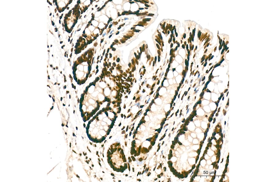 Immunohistochemistry - Anti-hnRNP A2B1 Antibody (A329440) - Antibodies.com