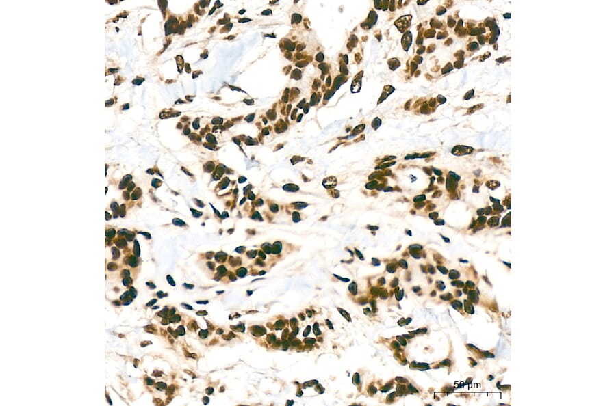 Immunohistochemistry - Anti-hnRNP A2B1 Antibody (A329440) - Antibodies.com