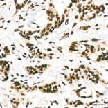 Immunohistochemistry - Anti-hnRNP A2B1 Antibody (A329440) - Antibodies.com