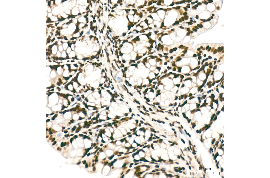 Immunohistochemistry - Anti-hnRNP A2B1 Antibody (A329440) - Antibodies.com