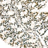 Immunohistochemistry - Anti-hnRNP A2B1 Antibody (A329440) - Antibodies.com